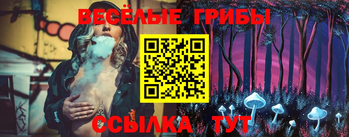 Галлюциногенные грибы Psilocybe Торжок