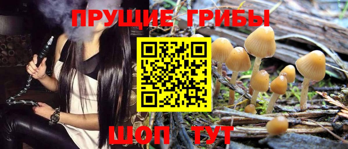 Торжок  Галлюциногенные грибы прущие грибы  Вход с VPN 